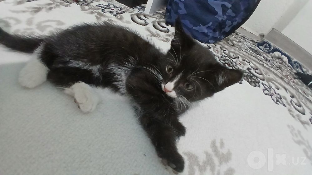 Котята в подарок