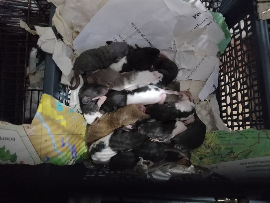 Продам ручных крысят