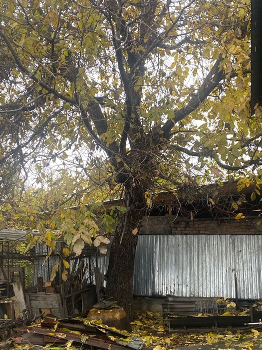 Дерево ореха на мебель