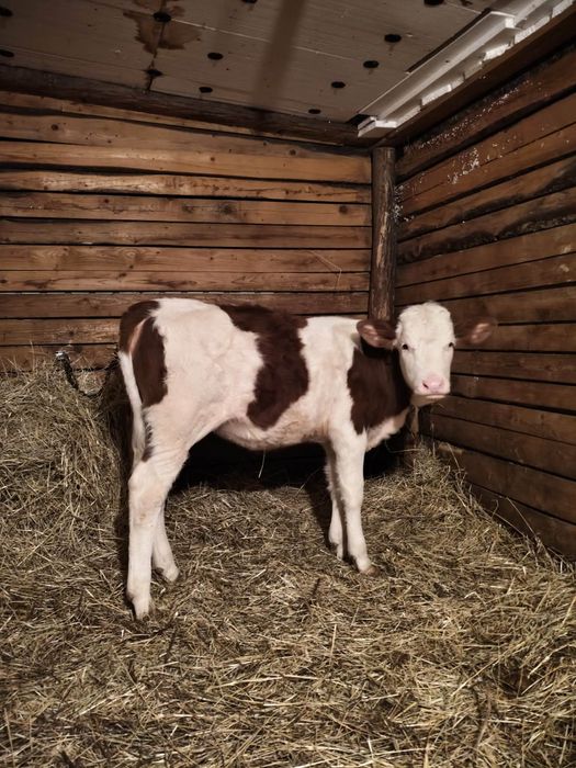 Vând o vitea bălțată românească