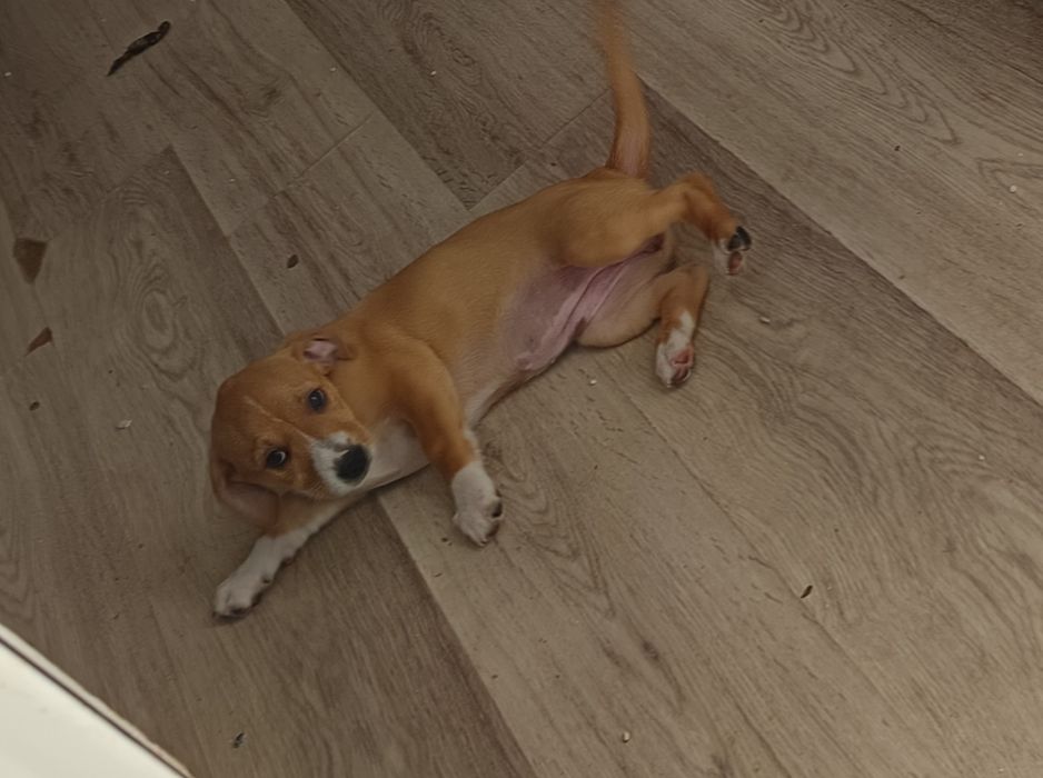 Ofer spre adoptie 2 catei talie mica GRATIS