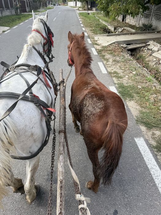 Vand carlana de 6 luni