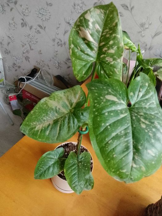 Сингониумы,монстеры,филодендроны,сциндаптусы
