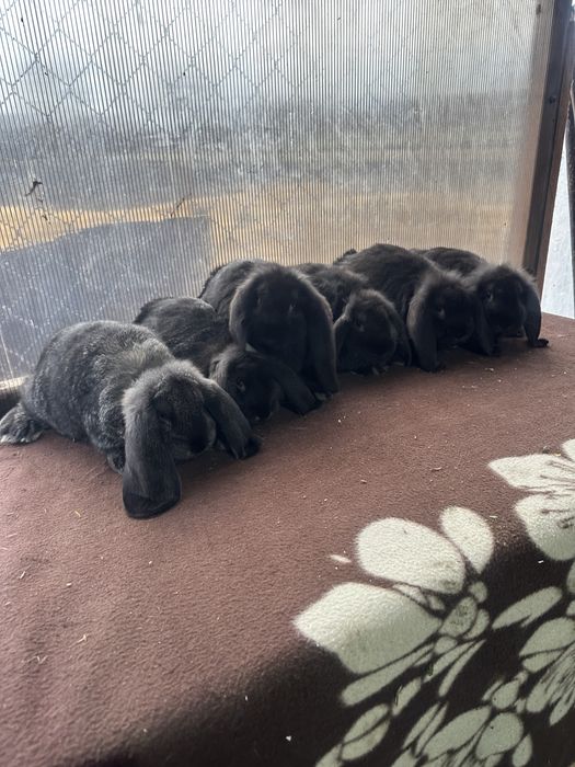 Iepuri berbec german