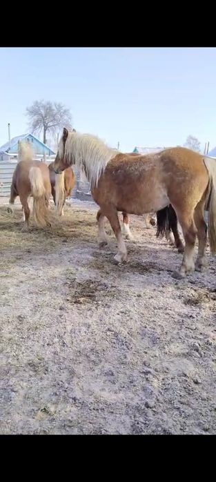 Продам тяжных жерёбых кобыл