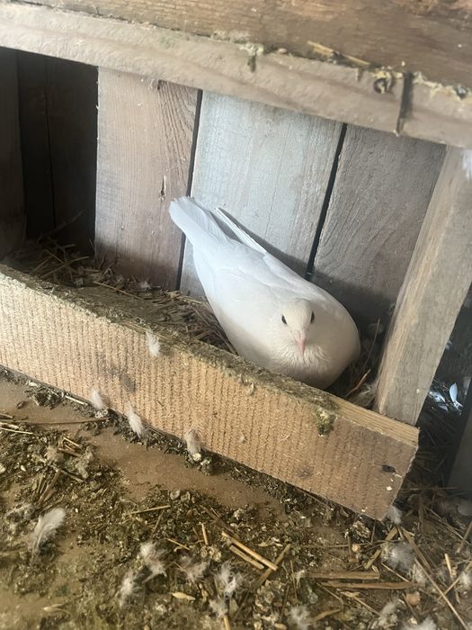 Vand 5 porumboi is pe plus