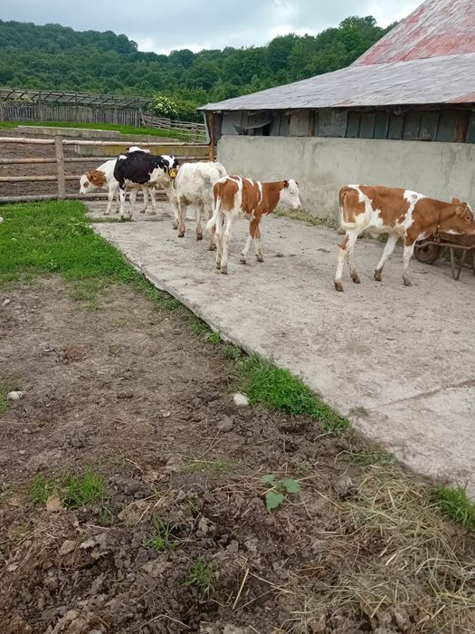 Tăurași și vițele