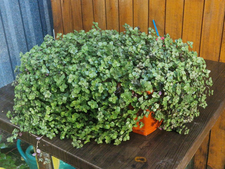 Продам цветок Каллизия