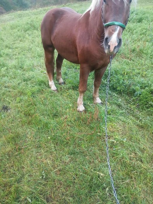 Vand armasar rasa semigreu