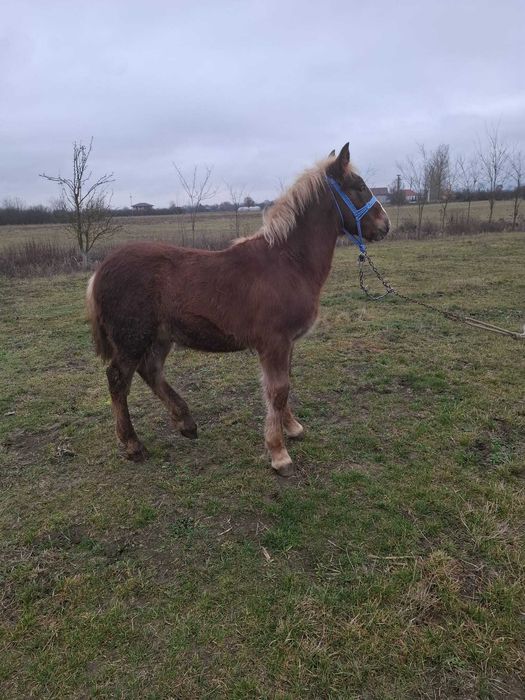 Vând mânz de 5 luni