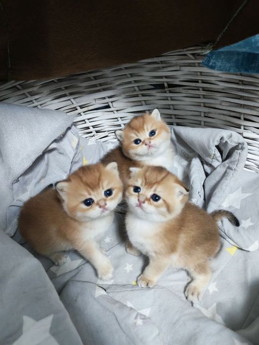 Чистокровные девочка от правильной вязки