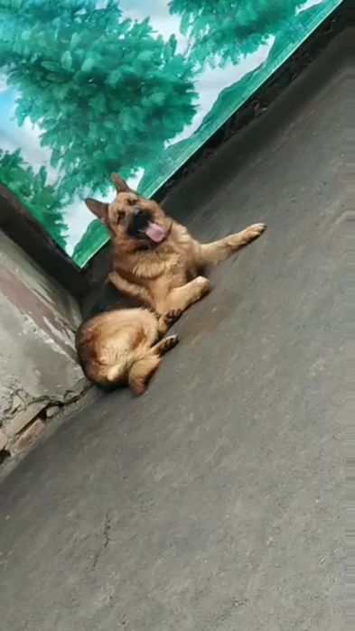 Немецкий овчарка