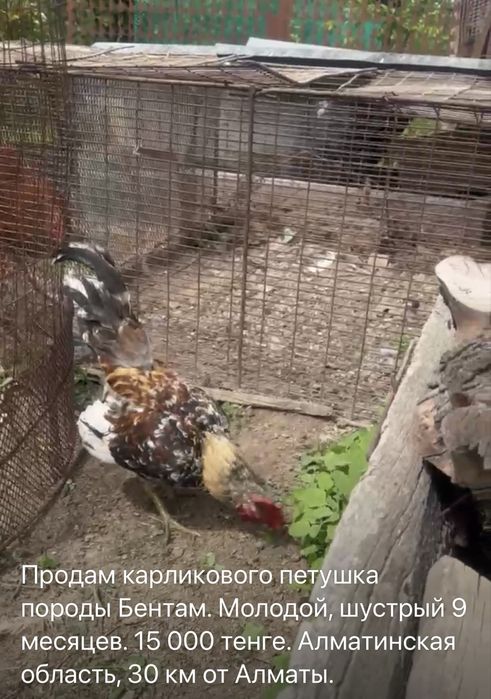 Продам карликового петушка