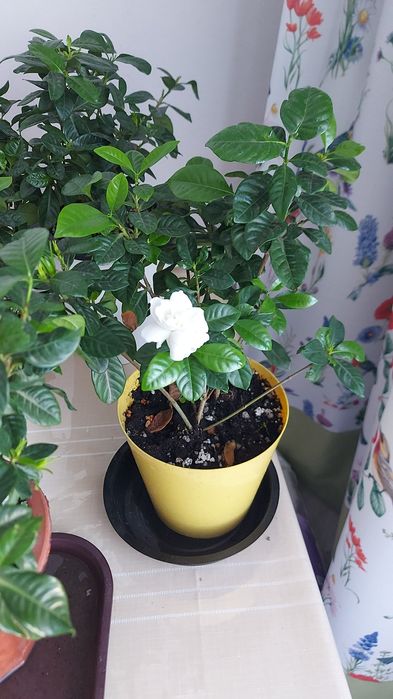 Гардения в Астане