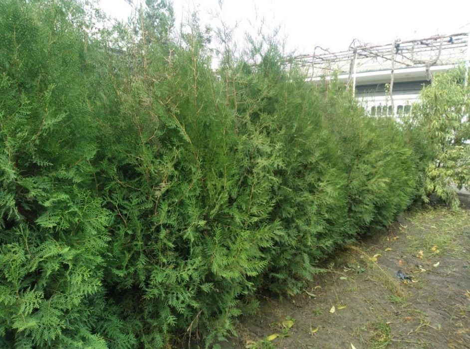 Арчалар кучатлари хар хил турдаги