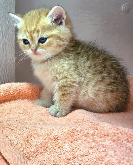 Британские  девули.пареньки.