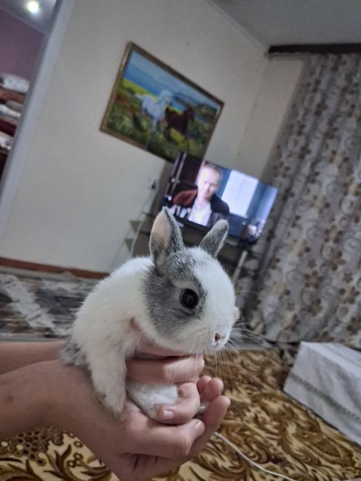 Кролик декоративный