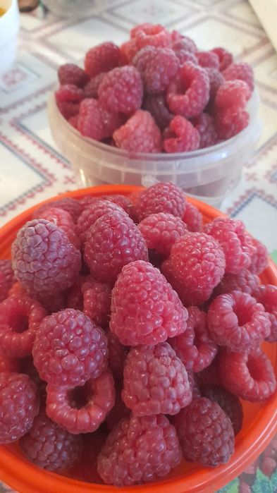 Продам Малину дачную