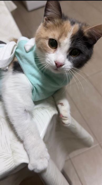 В добрые руки кошечка