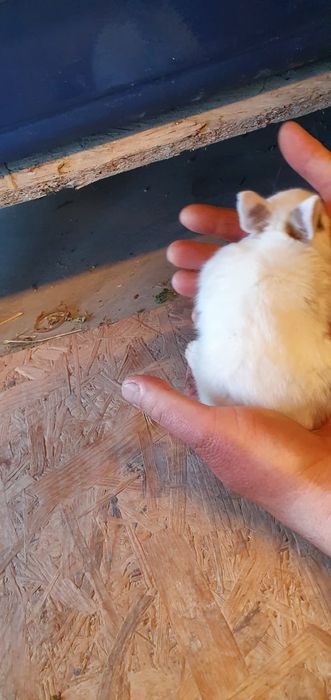 Iepurasi pitici de companie