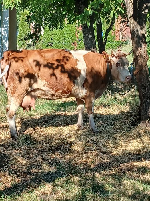 Vând doua vaci cu lapte