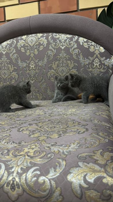 Отдадим котят в добрые руки