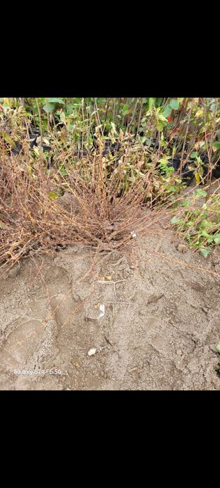 Afin canadian, Afin siberian, Afin de cultura  diverse soirui dulci.