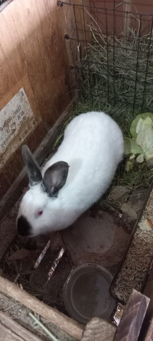 Кролики калифорнийцы