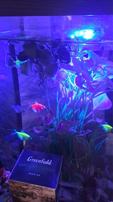 Продам аквариум с рыбками