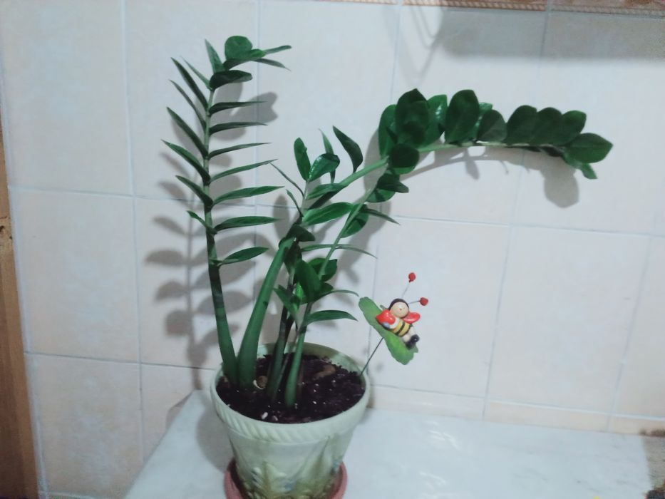 Продам алой и другие цветы