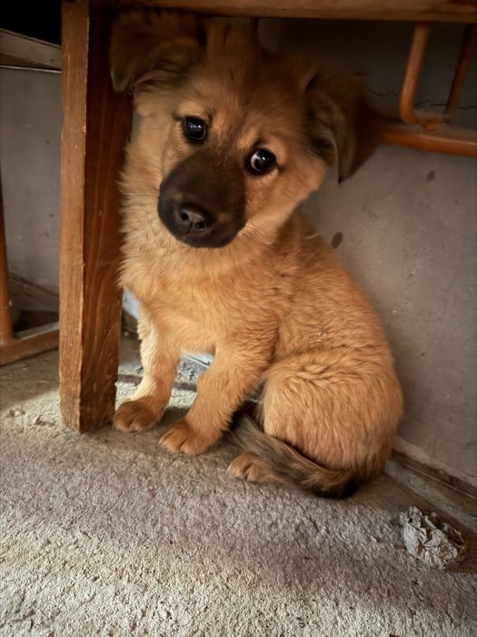 Отдаём спасённого щенка