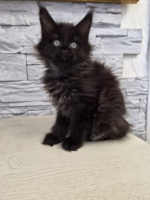 Мейн-  кун котенок