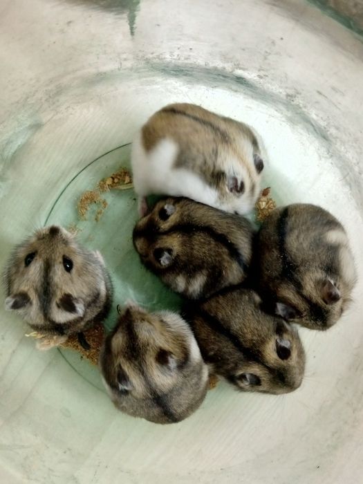 Продам хомячком маленьких