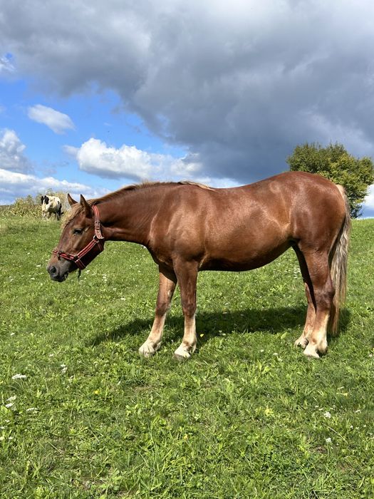 Vând iapă 2 ani și jumătate – crescută la curte