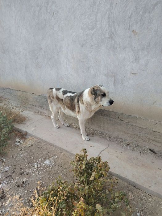 Itlar Kuchuk chapa sotiladi zoti toza