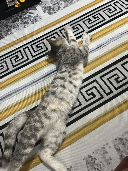 Отдам кошку бесплатно