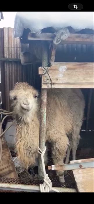 Ұрғашы Бота 1 жасар сатылады.