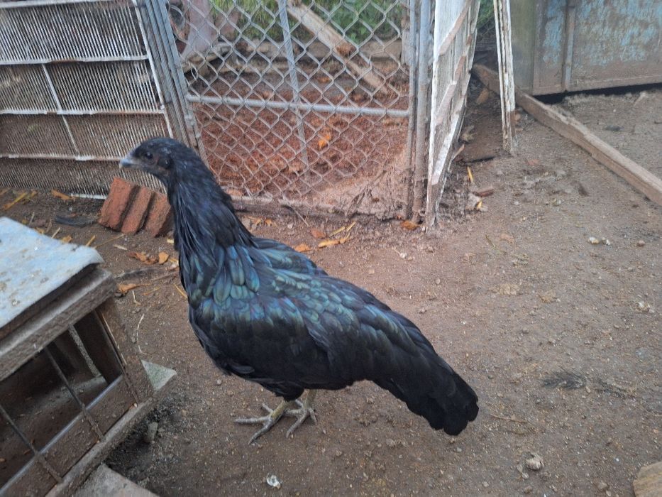 Familie Gaini Sumatra