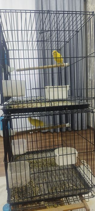 Канарейки лимонного цвета