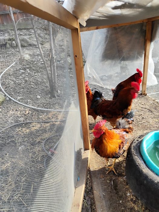 Продаём Кученских петухов.