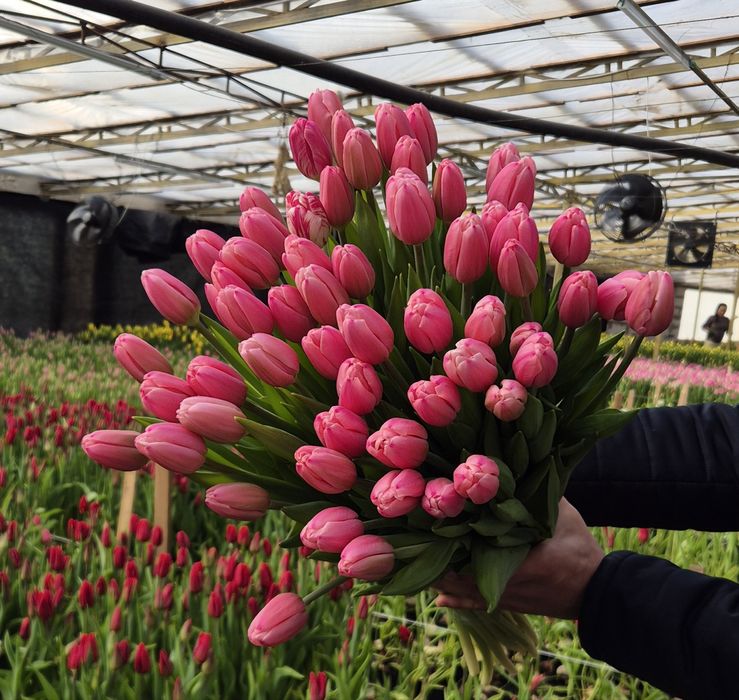 Тюльпаны от 500тг