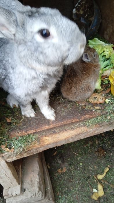 Продаются крольчата по  35000 тысячь сумов