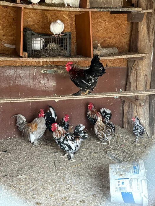 Vând sau schimb cu porumbei