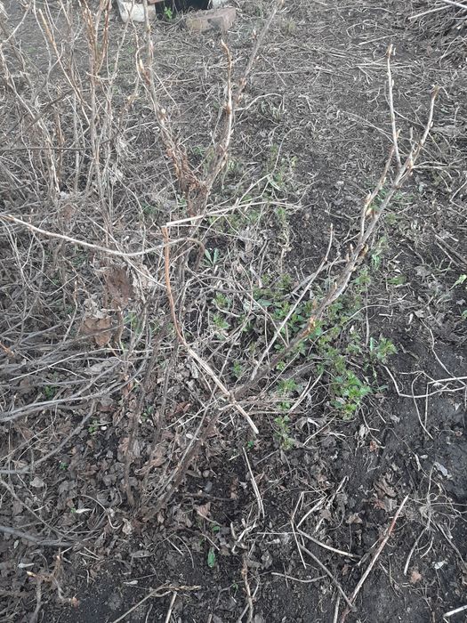 Саженцы чёрной смородины