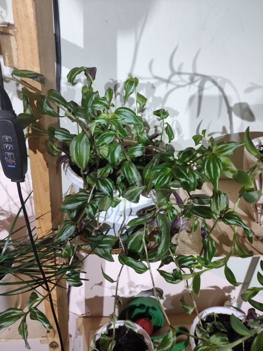 Комнатные цветы( 1.5 года)