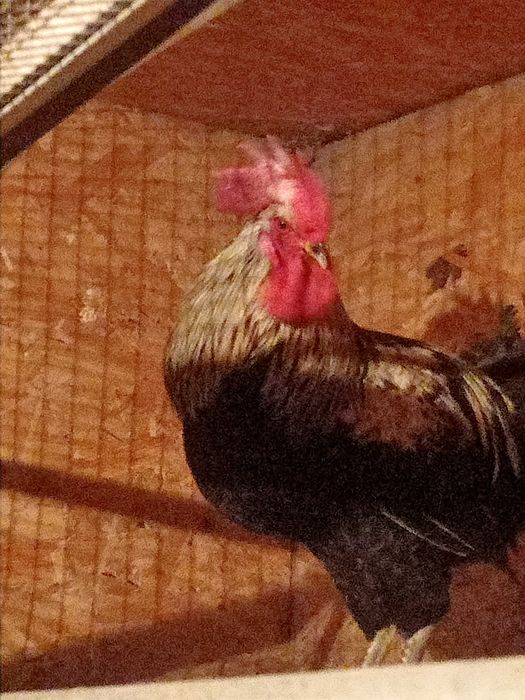 Продам молодого петушка