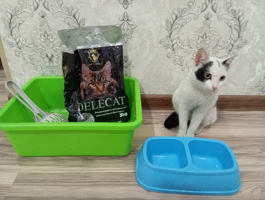 Мушук хадяга берилади