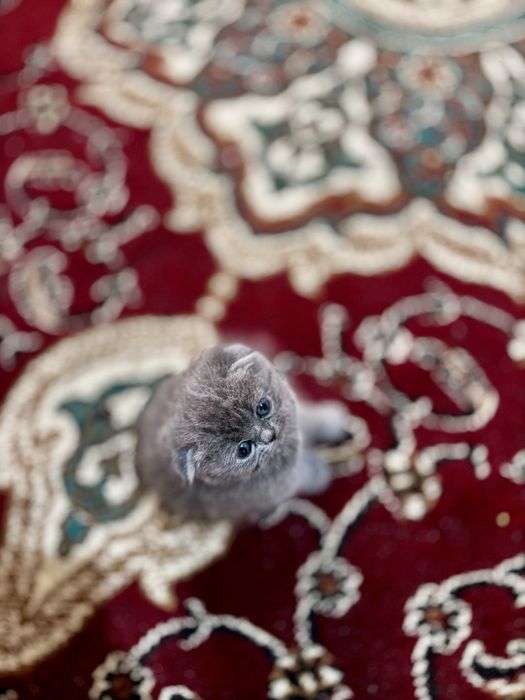 Scottish fold zoti toza erke