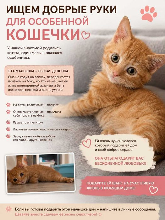 Ищем добрые руки для особенной кошечки
