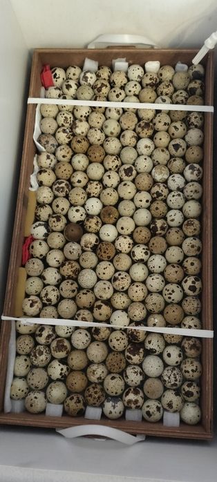 Выведу! Перепела,на заказ!